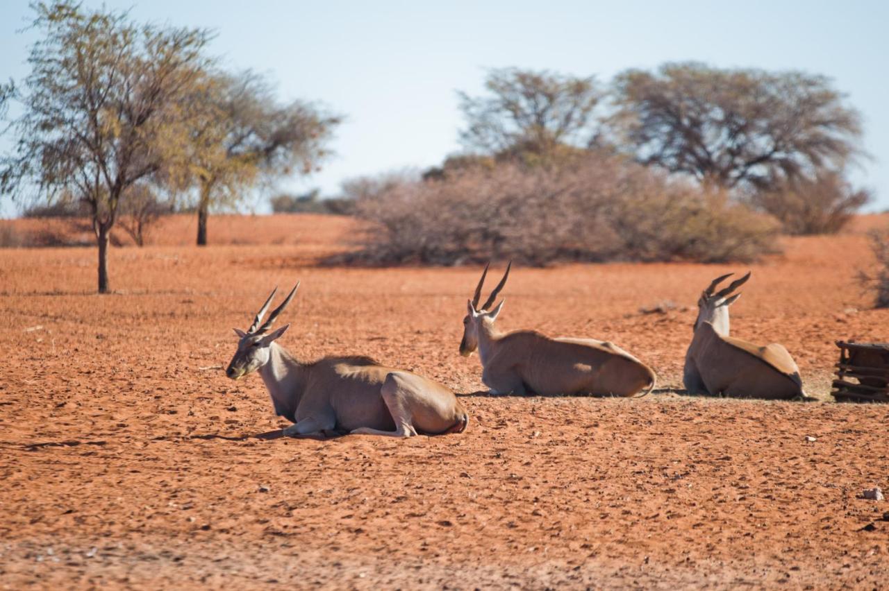 Kalahari Anib Campsite Hardap Eksteriør bilde